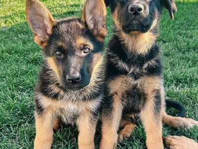 Expecting AKC German Shepherd Puppies, ready December