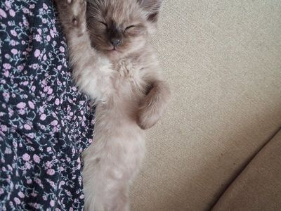 Kittens