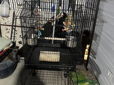 Bird Cage For Sale
