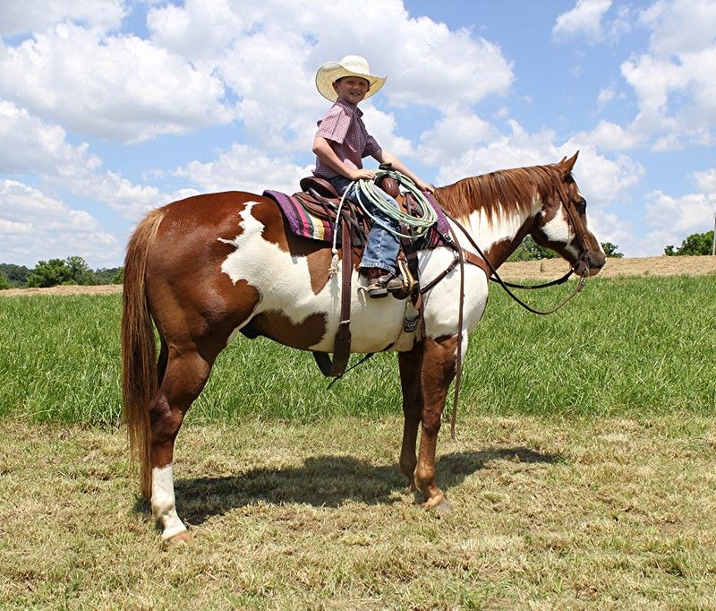 Sorrel overo Paint Horse gelding 15 hands