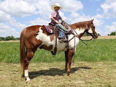 Sorrel overo Paint Horse gelding 15 hands