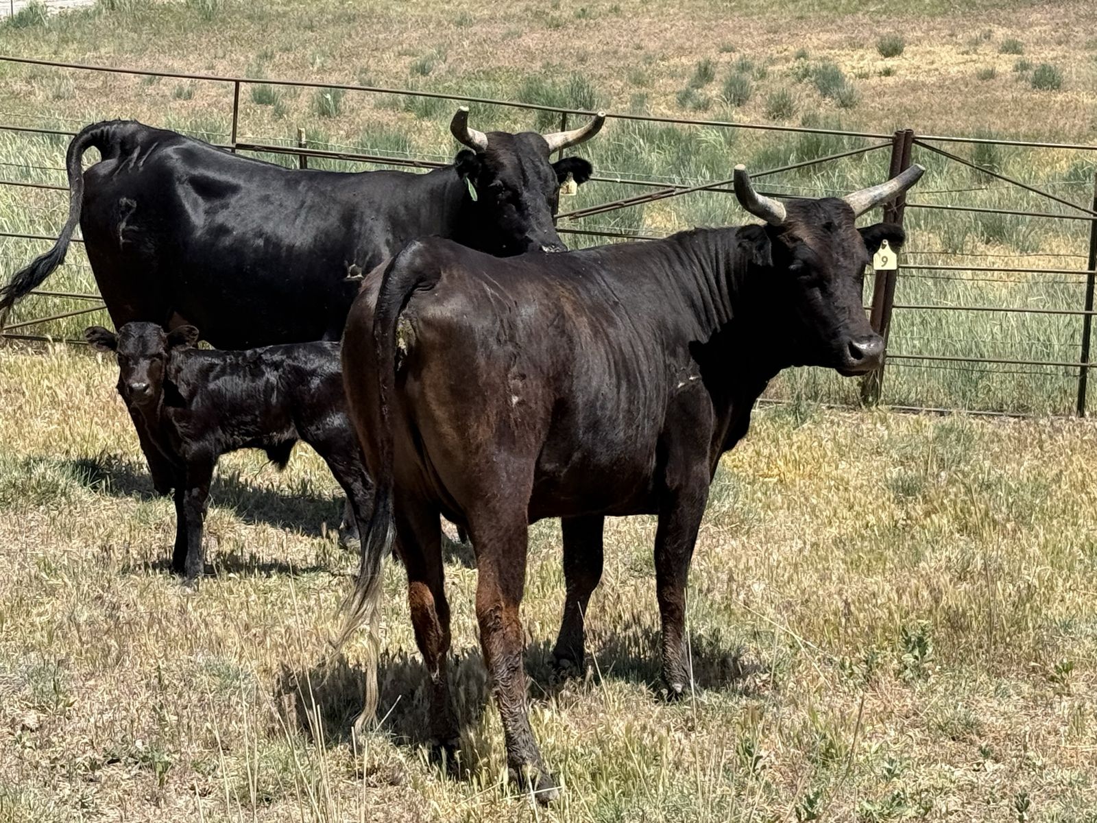 2 year old corriente/pairs