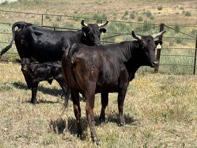 2 year old corriente/pairs