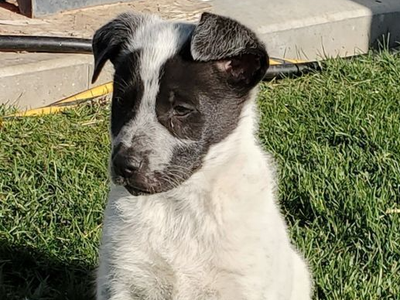 Border Collie mix