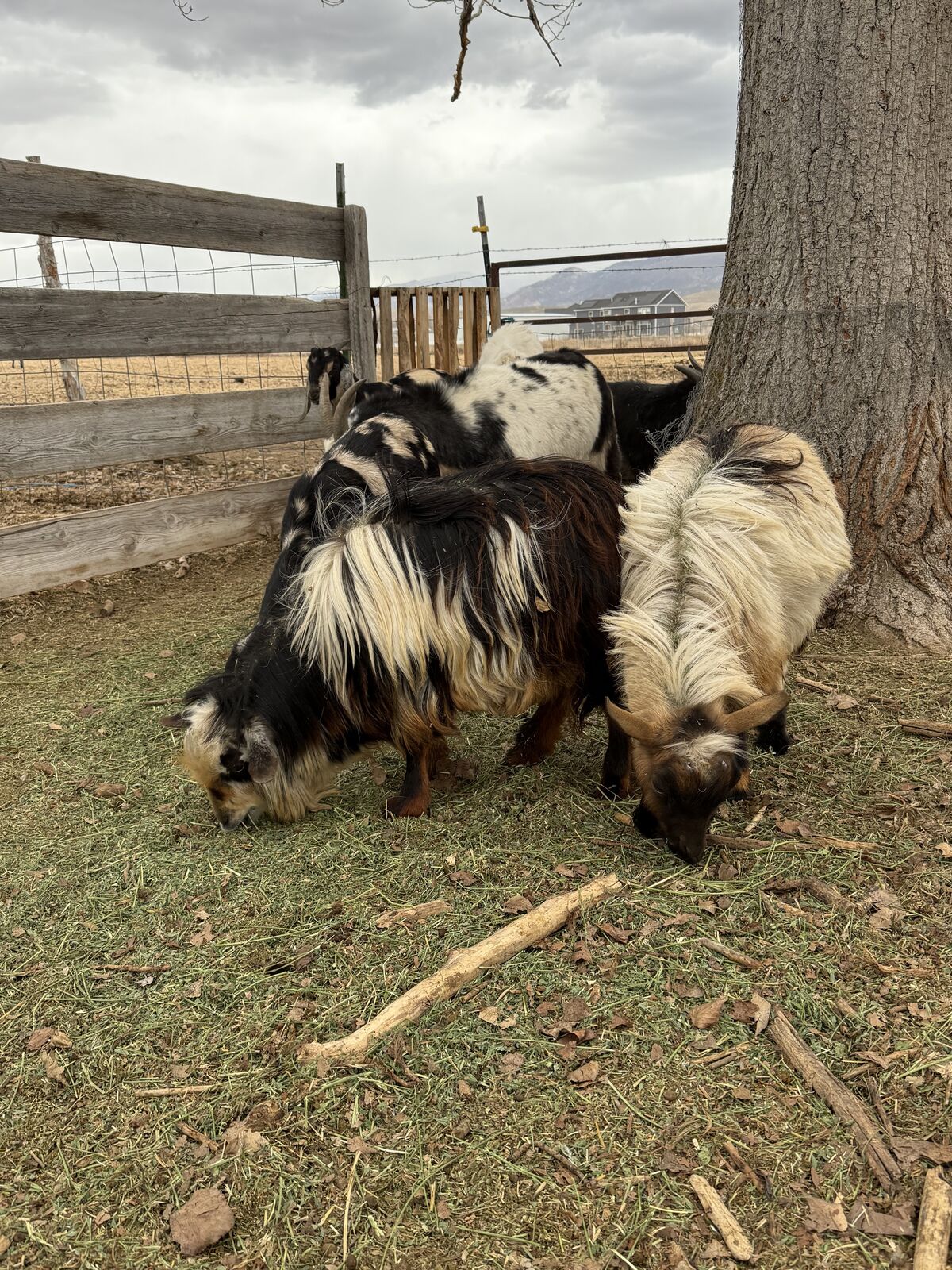 • 2 Nigerian Dwarf billy goats