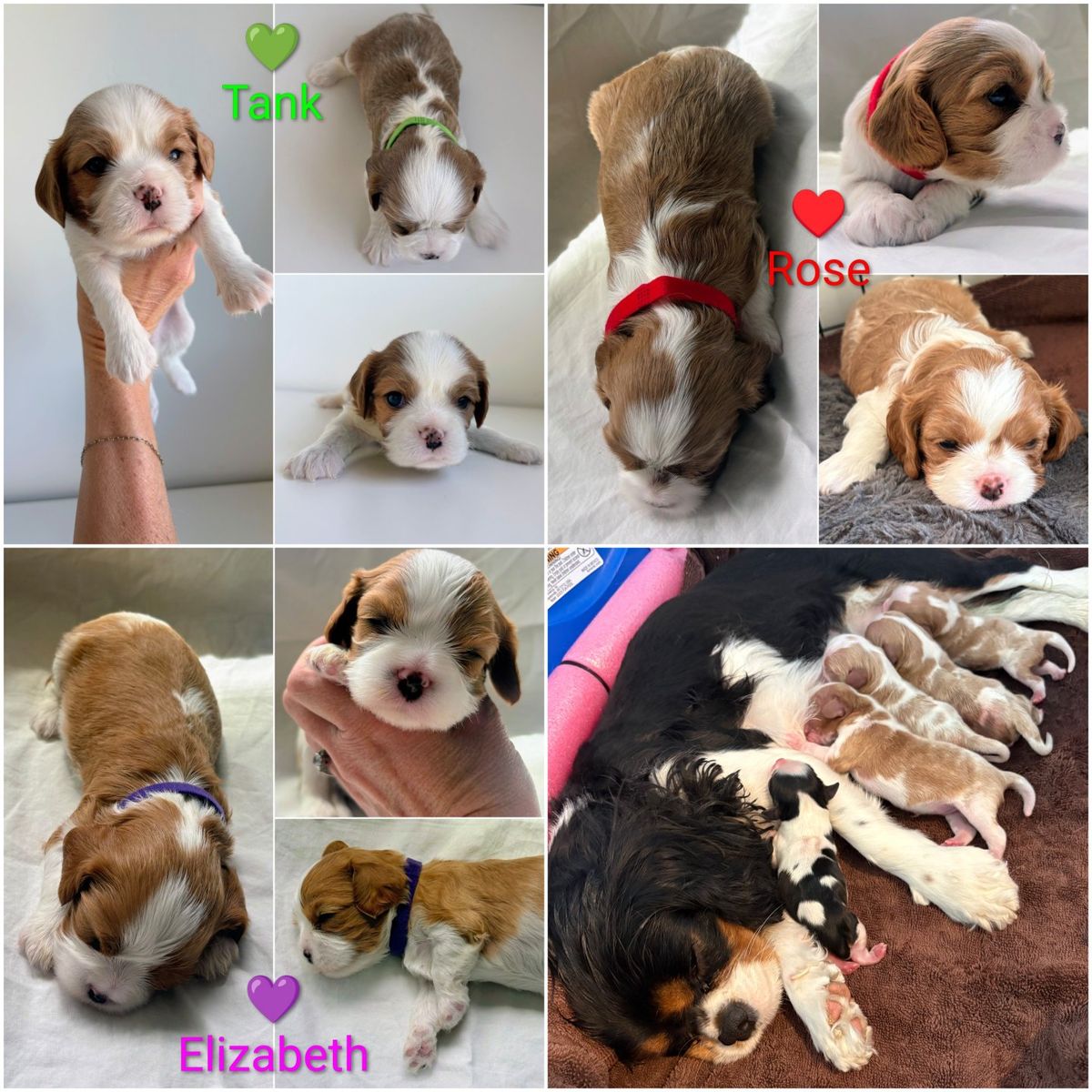 AKC Cavalier King Charles Spaniel Puppies!