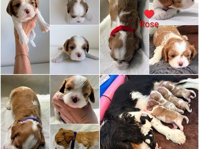 AKC Cavalier King Charles Spaniel Puppies!