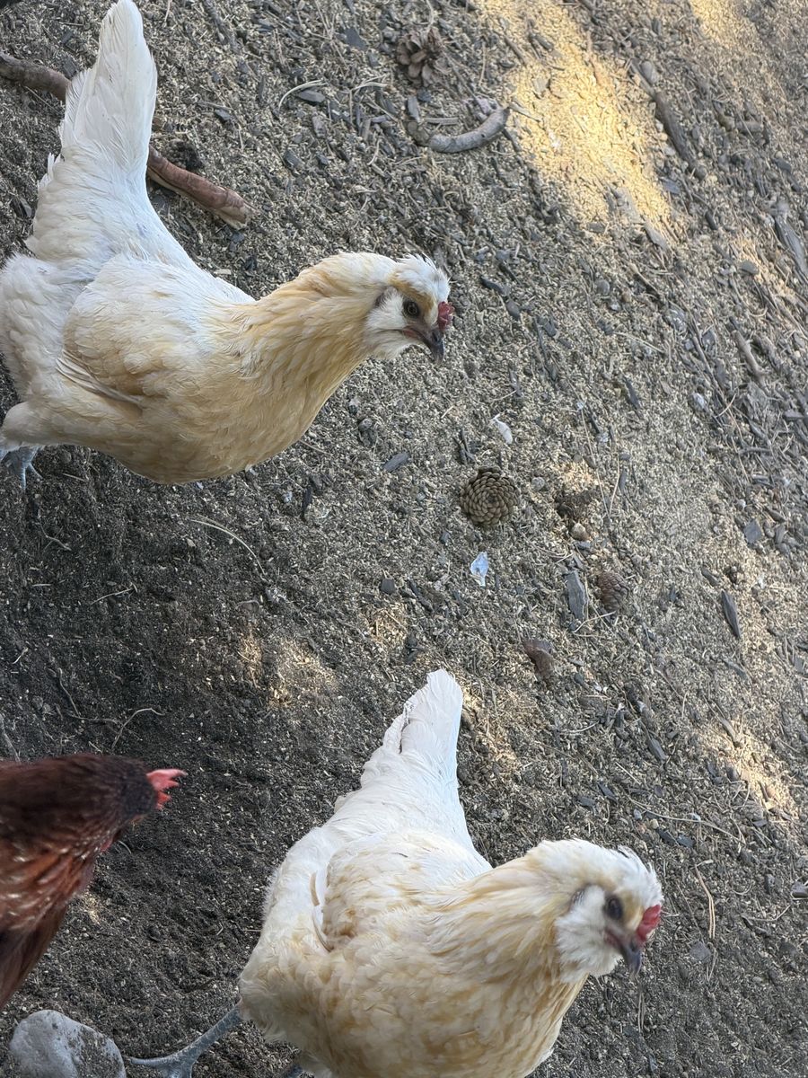 Chickens