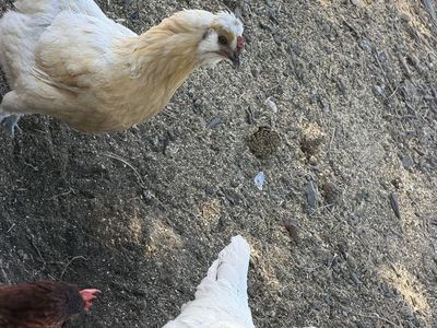 Chickens