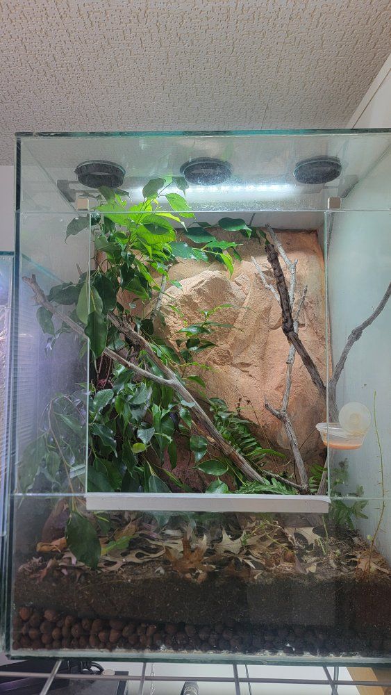 orange flame patternless crested gecko and enclosure.