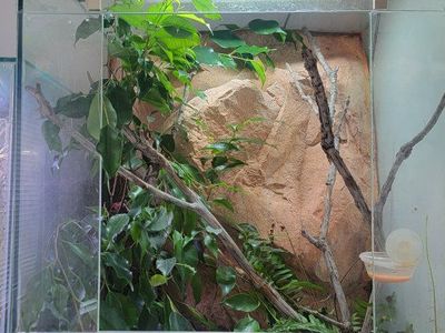 orange flame patternless crested gecko and enclosure.