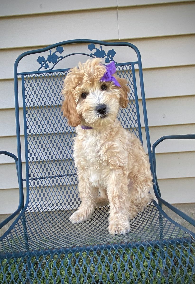 Mini Female Goldendoodle/golden doodle
