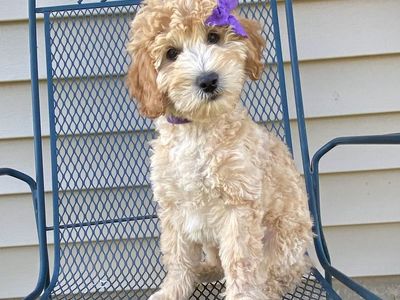 Mini Female Goldendoodle/golden doodle