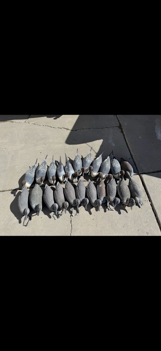 Pintail Decoys