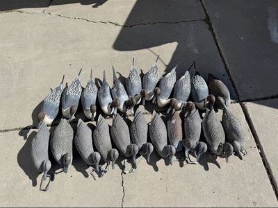 Pintail Decoys