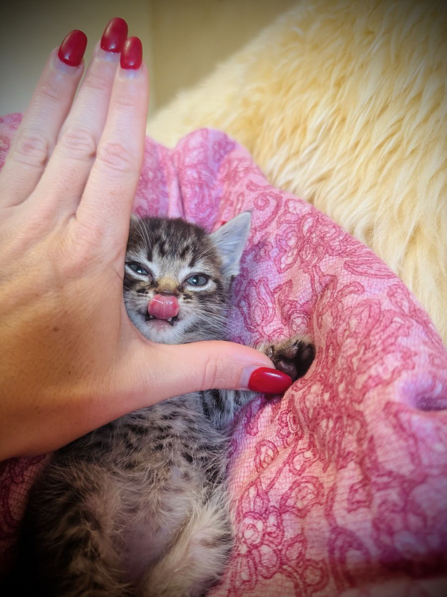 Munchkin Mix Kittens: Cute Kittens with Short Legs