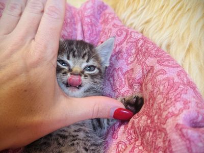 Munchkin Mix Kittens: Cute Kittens with Short Legs