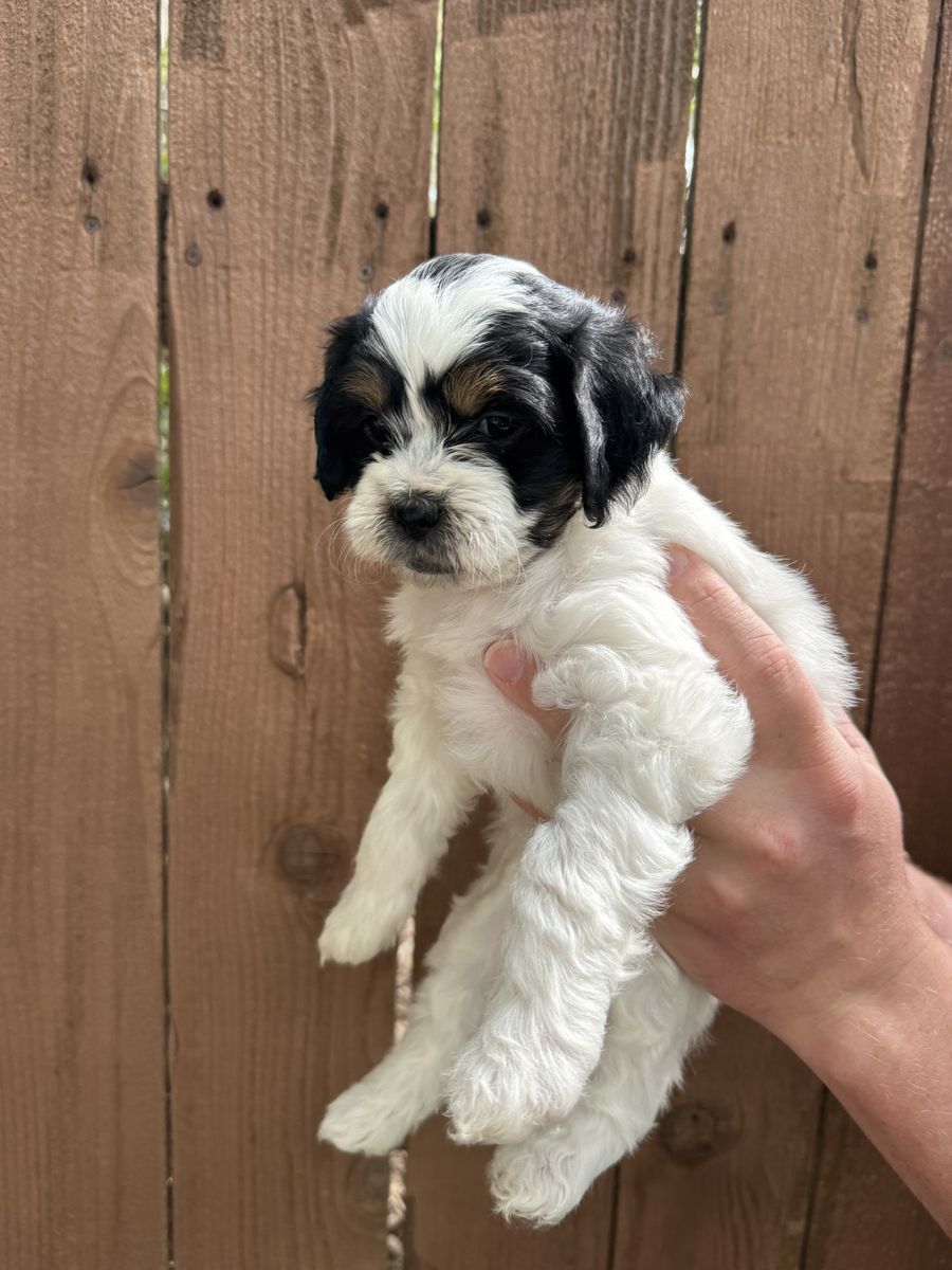 Cockapoo mix Puppies!! Papillon Chihuahua Poodle Cocker Spaniel