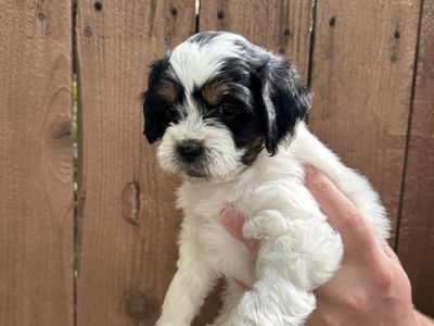 Cockapoo mix Puppies!! Papillon Chihuahua Poodle Cocker Spaniel