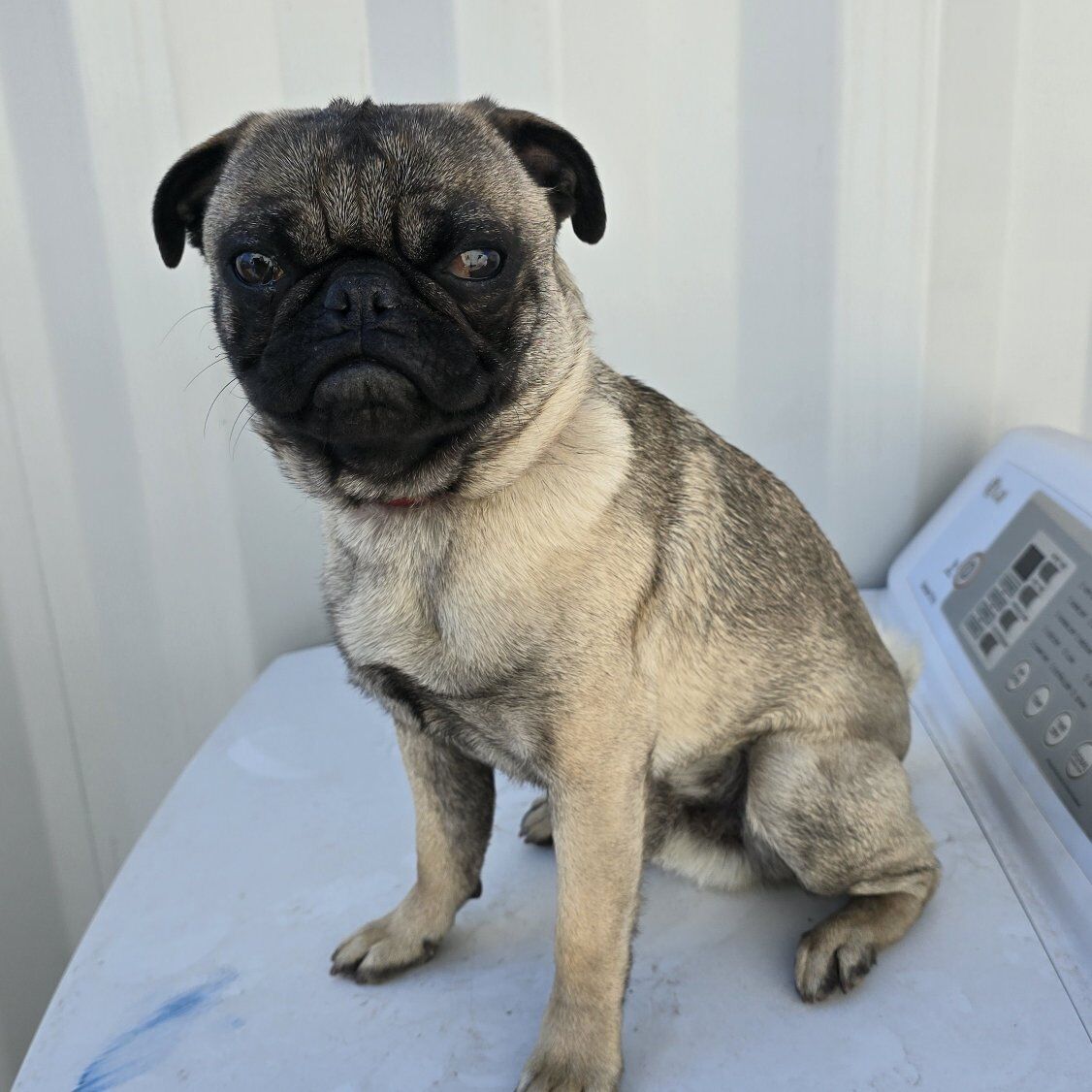 Pug 11 mth Old