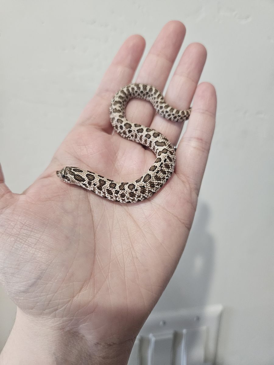 Arctic hognose baby