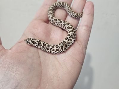Arctic hognose baby