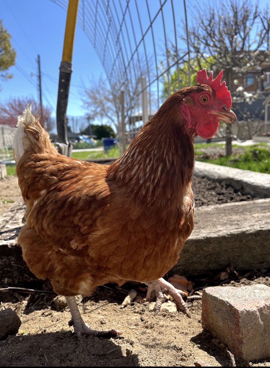 Year old laying hens