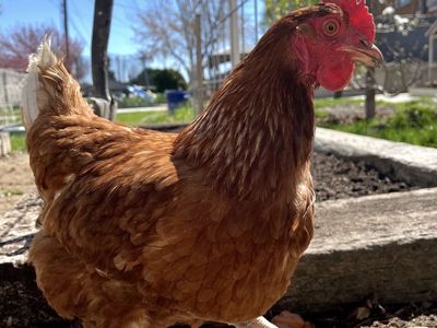 Year old laying hens