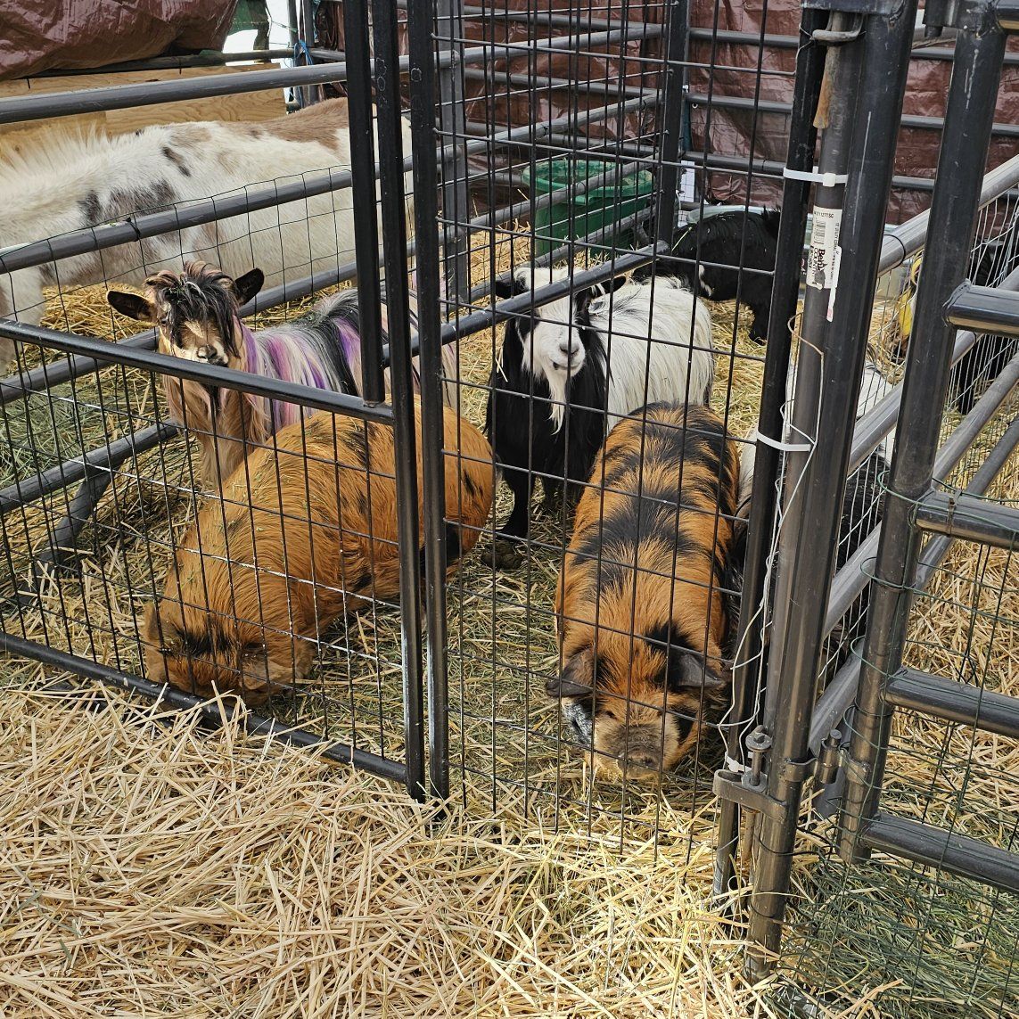 Kune kune