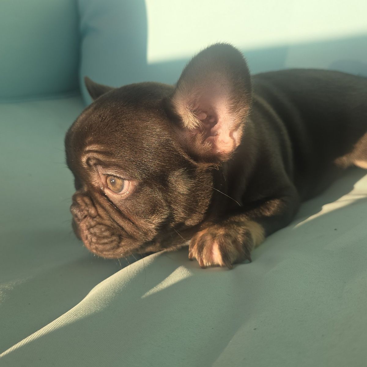 AKC Coco Male French Bulldog Frenchie