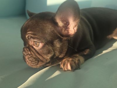 AKC Coco Male French Bulldog Frenchie