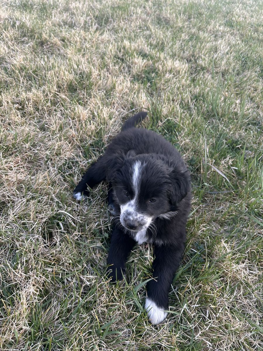 Six Border collie puppies for sale $75 each