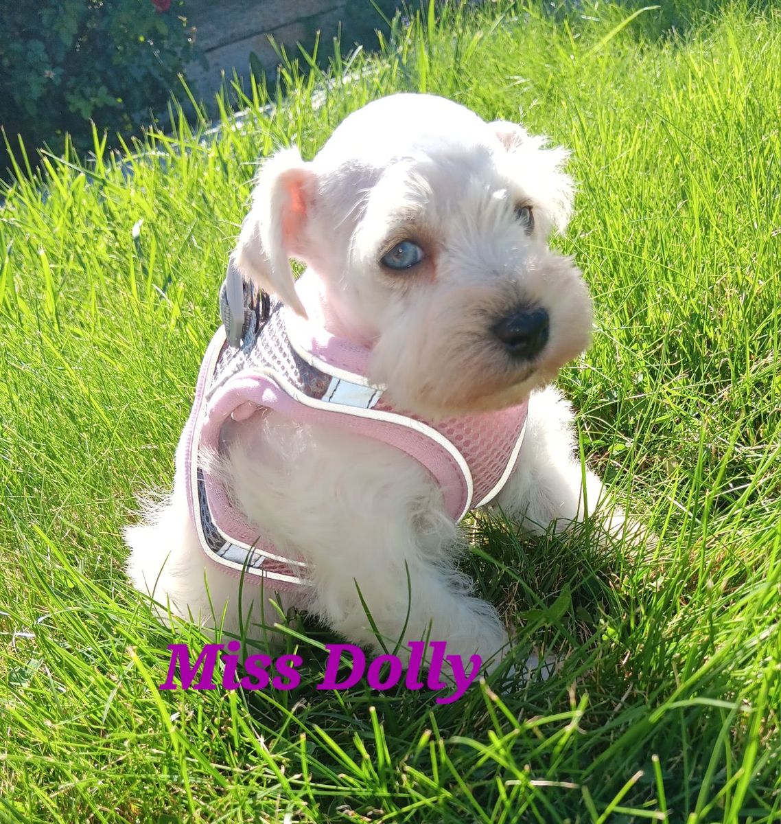 AKC MINIATURE SCHNAUZER  Miss Dolly