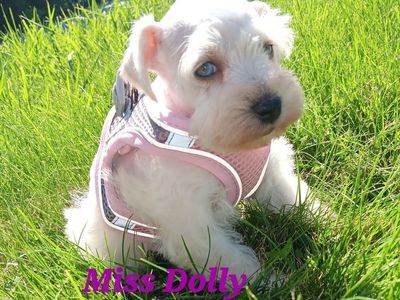 AKC MINIATURE SCHNAUZER Miss Dolly