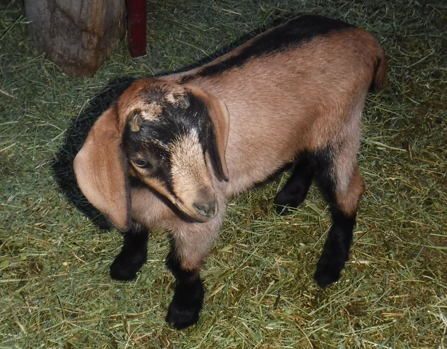 Alpine / Nubian goat bottle babies $100 OBO