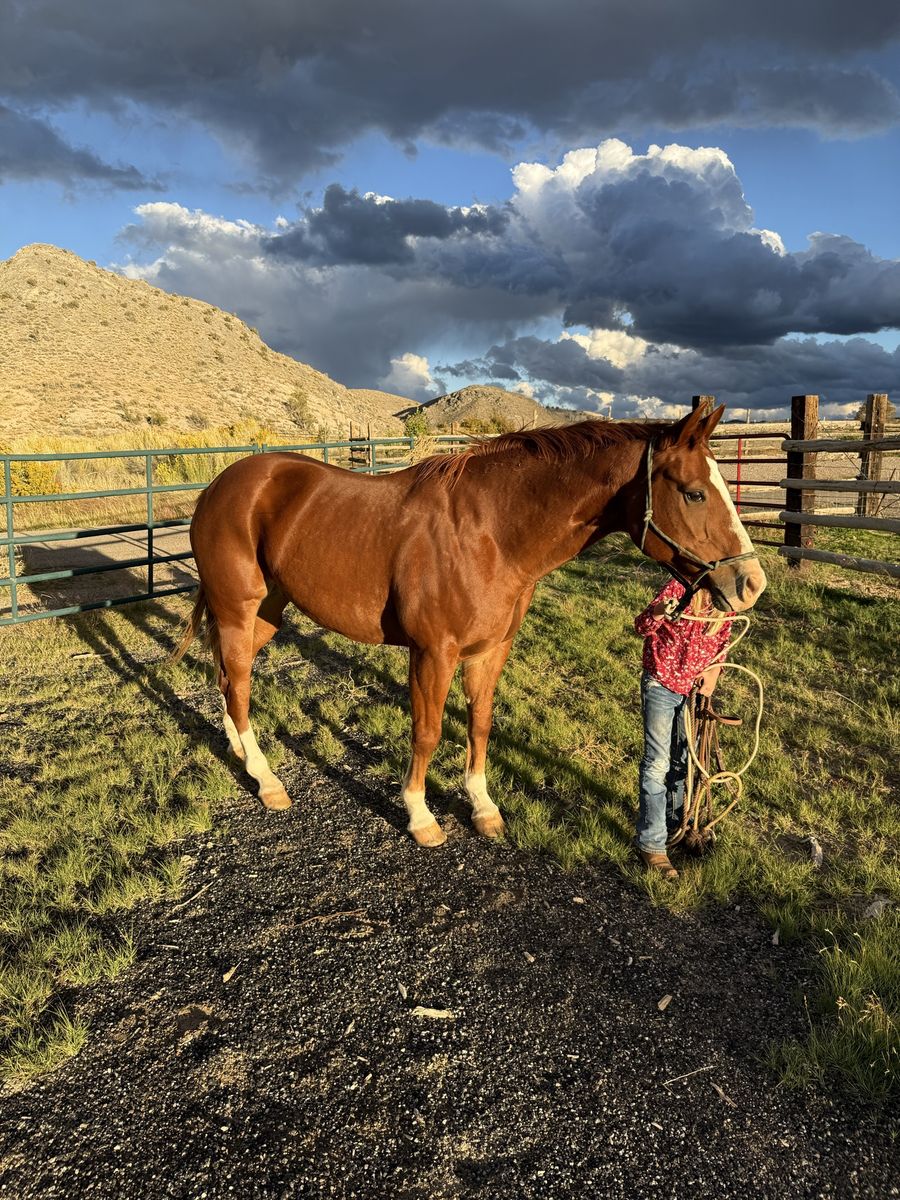 11year old gelding