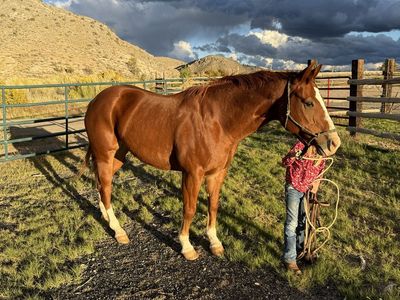 11year old gelding