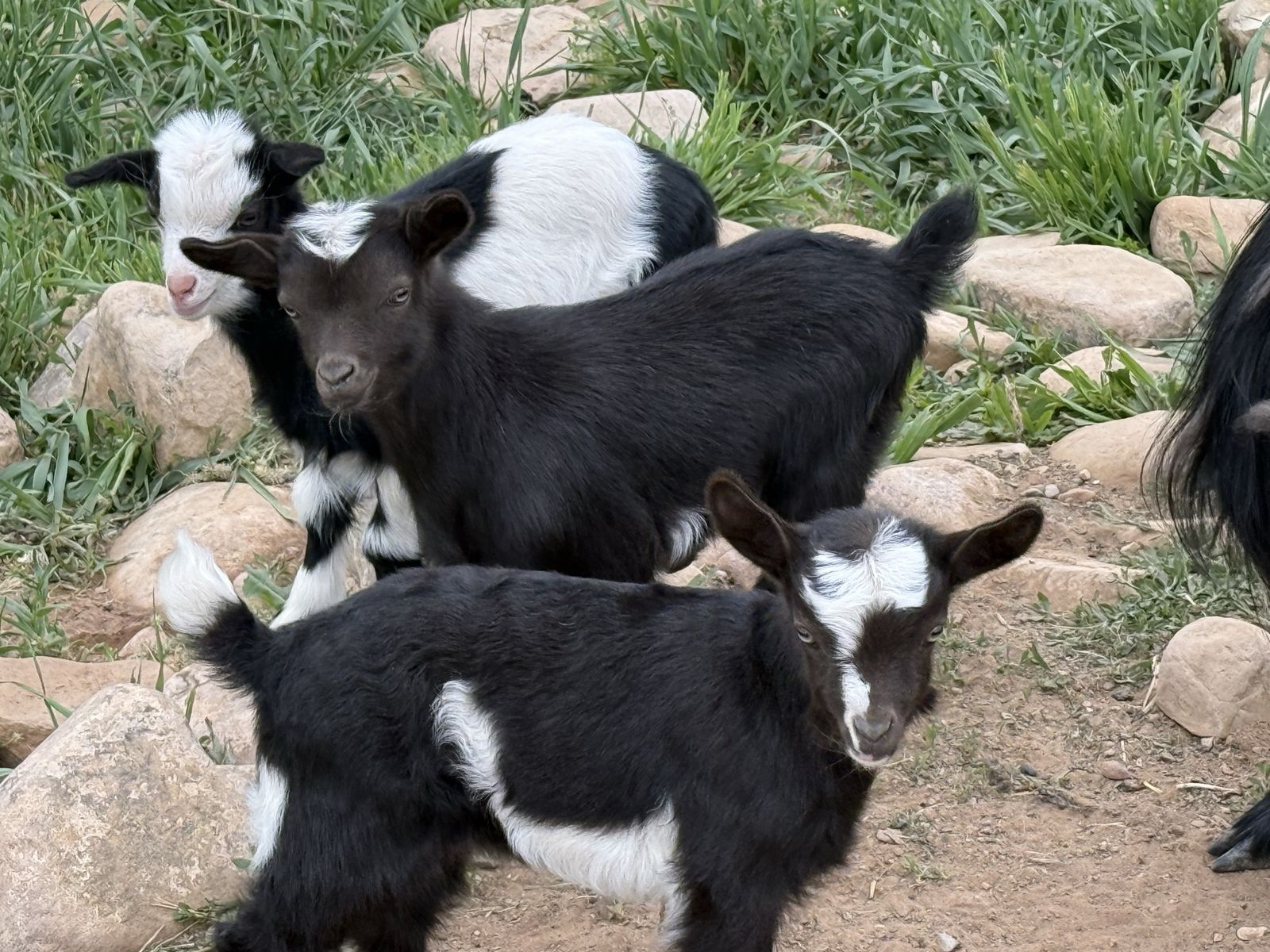 Baby Fainting Goats