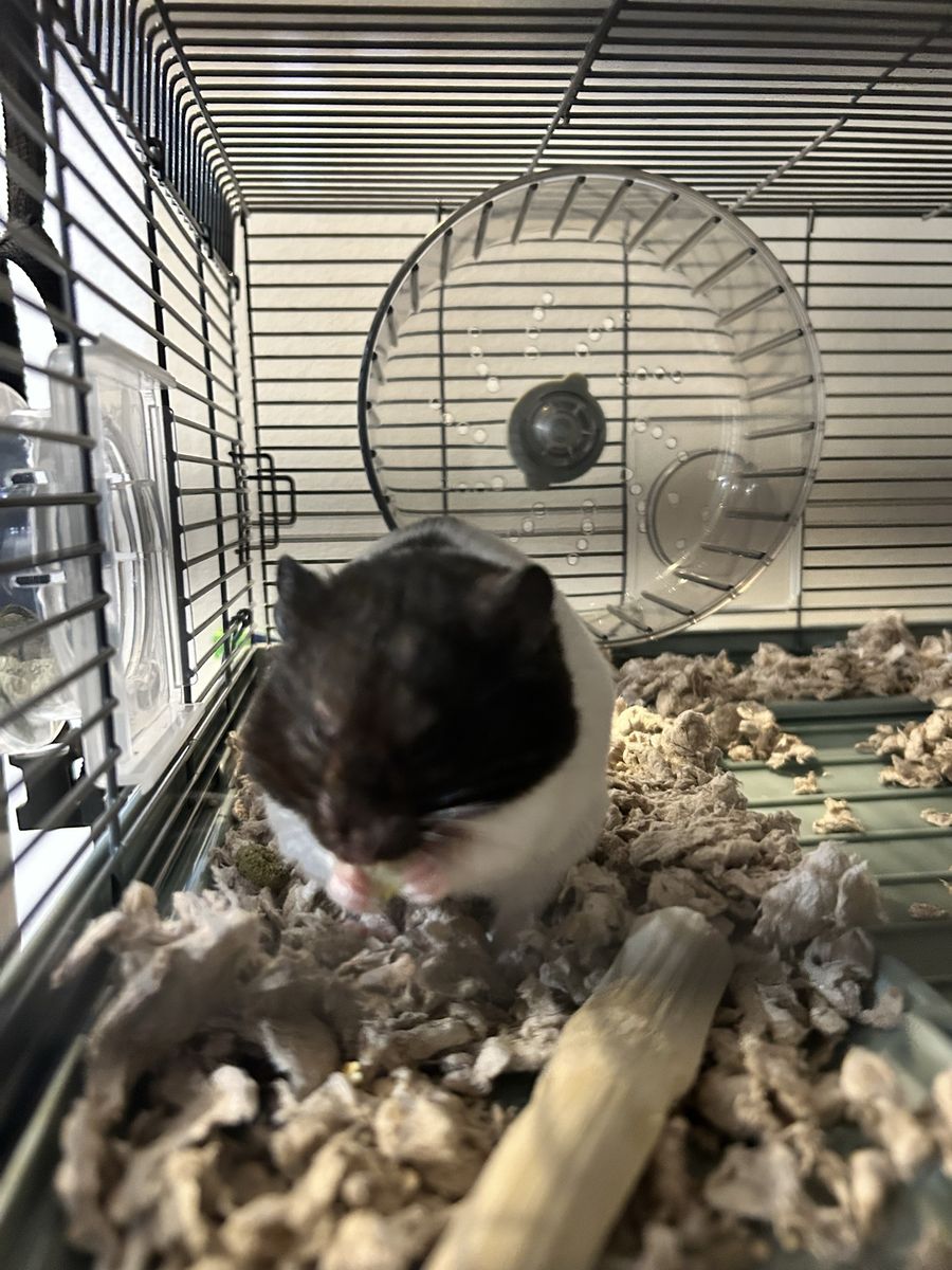 Hamster 2 1/2 weeks old and is named nugget.