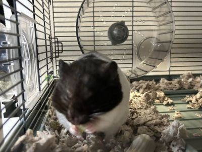Hamster 2 1/2 weeks old and is named nugget.