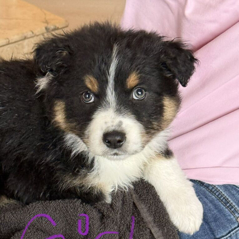 Aussie Mix Blue-Eyed Puppies