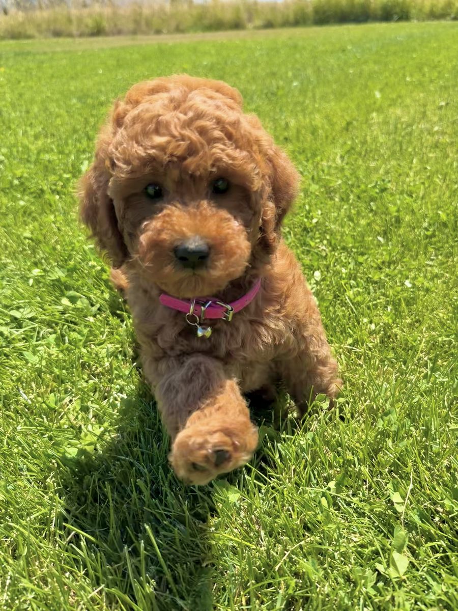 Mini Goldendoodle Puppies Available Now!