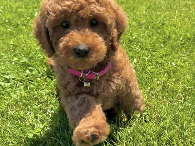 Mini Goldendoodle Puppies Available Now!