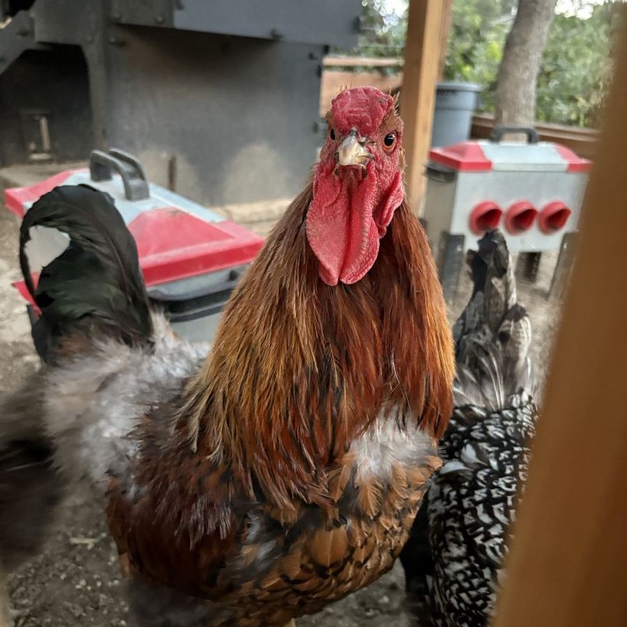 Free Gold Laced Wyandotte Rooster