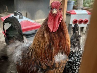 Free Gold Laced Wyandotte Rooster