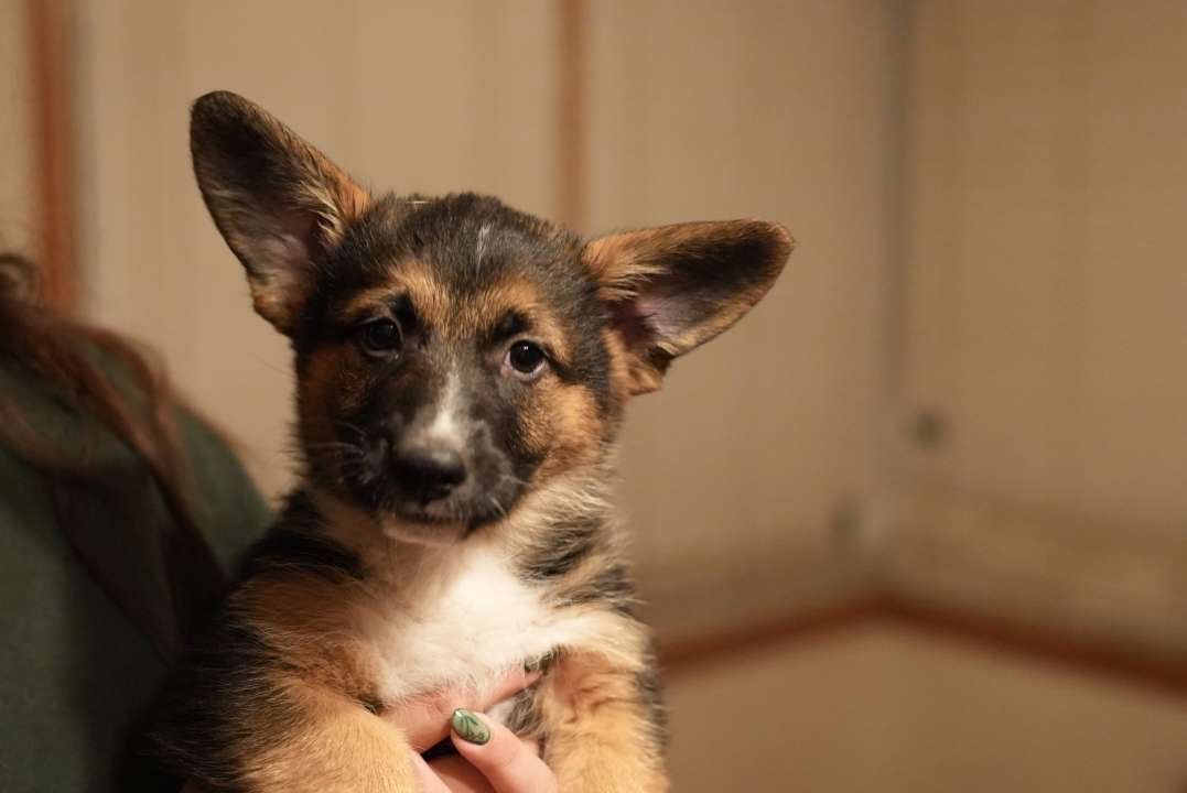 Corgi German Shepherd Mix Puppies - 8 Weeks Old