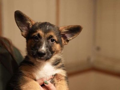 Corgi German Shepherd Mix Puppies - 8 Weeks Old