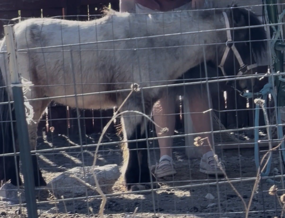 Registered pedigree Miniature Bay Roan pinto Stallion