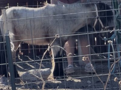 Registered pedigree Miniature Bay Roan pinto Stallion