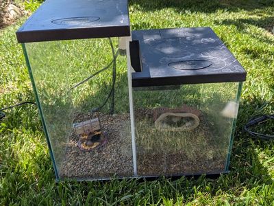3-Gallon split fish tank
